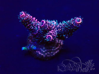 WYSIWYG Acropora Maricoltura Acclimatata led