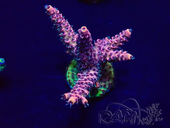 WYSIWYG Acropora Australie Acclimaté led