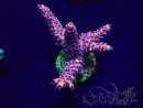WYSIWYG Acropora Australie Acclimaté led