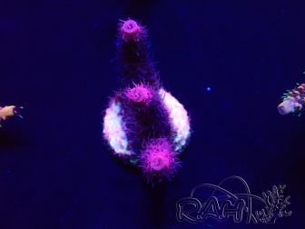 WYSIWYG Acropora millepora Mariculture Acclimaté led