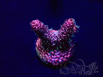 WYSIWYG Acropora 15O4 Mariculture Acclimaté led