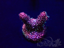 WYSIWYG Acropora 15O4 Mariculture Acclimaté led
