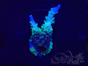 WYSIWYG Acropora akklimatisiert LED
