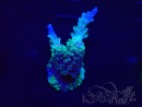 WYSIWYG Acropora tenuis 15O5 Mariculture Acclimaté led