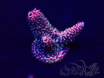WYSIWYG Acropora Mariculture Acclimated LED