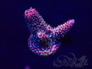 WYSIWYG Acropora Maricoltura Acclimatato a led