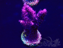 WYSIWYG Acropora Mariculture acclimaté led