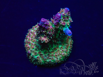 WYSIWYG Acropora akklimatisiert LED