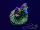 WYSIWYG Acropora akklimatisiert LED