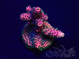 WYSIWYG Acropora Maricultura Acclimatato led