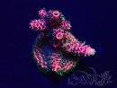 WYSIWYG Acropora Mariculture Acclimaté led