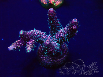 WYSIWYG Acropora Mariculture Acclimaté led