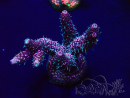 WYSIWYG Acropora Marikultur akklimatisiert LED