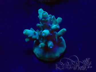 WYSIWYG Acropora Maricoltura acclimatata a LED