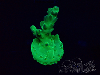 WYSIWYG Acropora Marikultur akklimatisiert LED