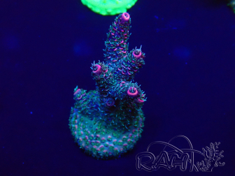 WYSIWYG Acropora Mariculture acclimaté led