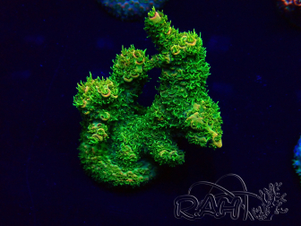 WYSIWYG Acropora Marikultur akklimatisiert LED