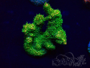 WYSIWYG Acropora Mariculture acclimaté led