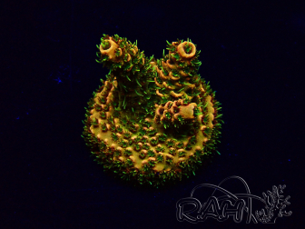 WYSIWYG Acropora Mariculture Acclimaté led