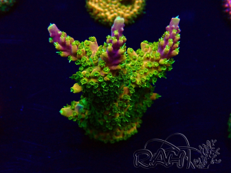 WYSIWYG Acropora Mariculture acclimated LED