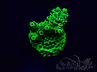 WYSIWYG Acropora Maricultura aclimatada LED