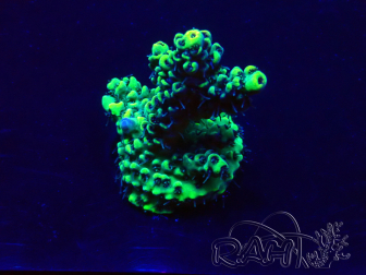 WYSIWYG Acropora 15P6 Mariculture Acclimaté led