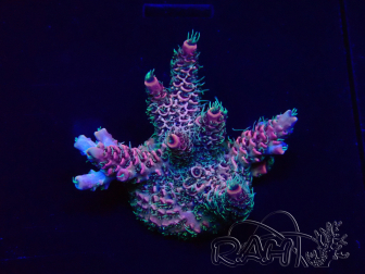 WYSIWYG Acropora Mariculture acclimaté led