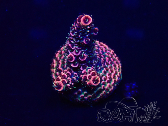 WYSIWYG Acropora Marikultur akklimatisiert LED