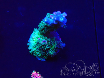 WYSIWYG Acropora millepora  Mariculture Acclimated LED