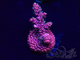 WYSIWYG Acropora Maricultura Aclimatado led