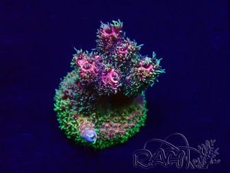 WYSIWYG Acropora Maricoltura acclimatata a LED