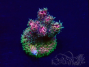 WYSIWYG Acropora Marikultur akklimatisiert LED
