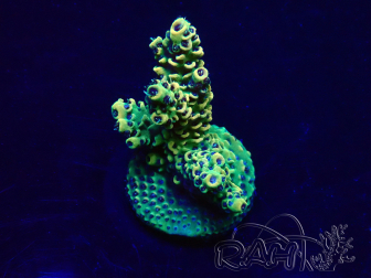 WYSIWYG Acropora Maricoltura acclimatata a LED