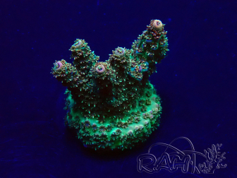 WYSIWYG Acropora Maricoltura acclimatata a LED