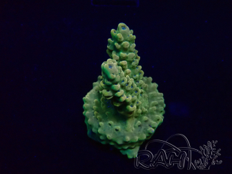 WYSIWYG Acropora Mariculture acclimated LED