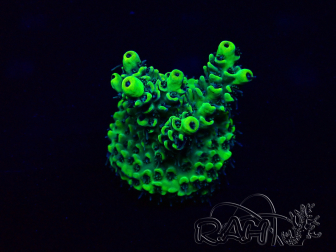 WYSIWYG Acropora Marikultur akklimatisiert LED
