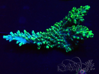 WYSIWYG Acropora Maricoltura acclimatata a LED