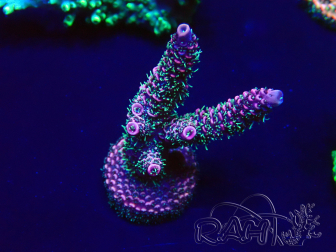 WYSIWYG Acropora Maricultura aclimatada LED