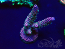 WYSIWYG Acropora Maricultuur geacclimatiseerd LED