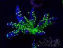 WYSIWYG Acropora Mariculture acclimated LED