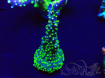 WYSIWYG Acropora 15Q7 Mariculture acclimaté led