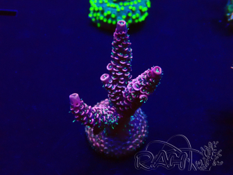 WYSIWYG Acropora Maricultuur geacclimatiseerd LED