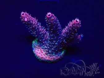 WYSIWYG Acropora Maricultuur geacclimatiseerd LED