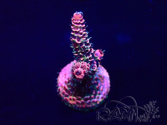 WYSIWYG Acropora Maricoltura acclimatata a LED