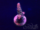 WYSIWYG Acropora Maricultuur geacclimatiseerd LED