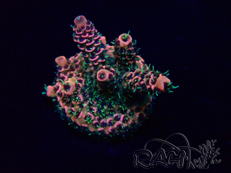WYSIWYG Acropora Maricultuur geacclimatiseerd LED