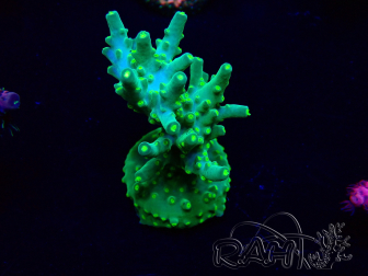 WYSIWYG Acropora Maricultuur geacclimatiseerd LED