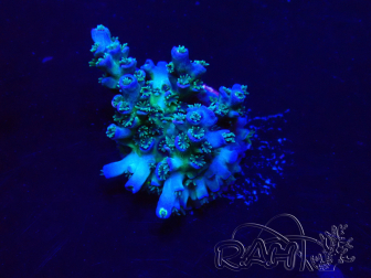 WYSIWYG Acropora Maricultura aclimatada LED