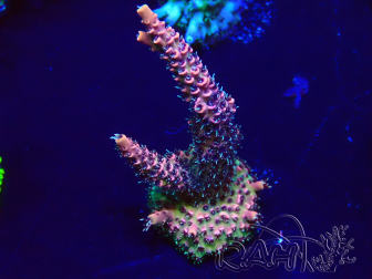 WYSIWYG Acropora Marikultur akklimatisiert LED