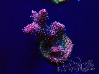 WYSIWYG Acropora Maricultuur geacclimatiseerd LED